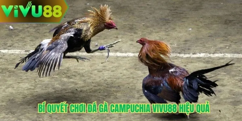 Bí quyết chơi đá gà campuchia Vivu88 hiệu quả