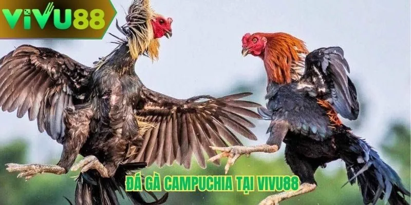 Đá gà Campuchia Vivu88