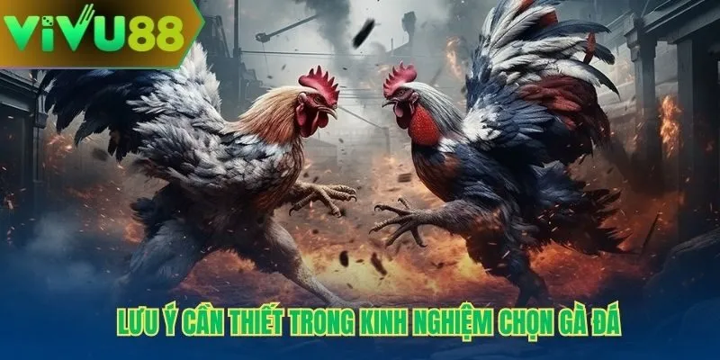 Lưu ý cần thiết trong kinh nghiệm chọn gà đá