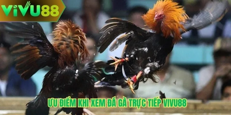Ưu điểm khi xem đá gà trực tiếp Vivu88 